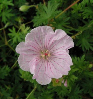 Storchenschnabel Pink Summer - Geranium sanguineum