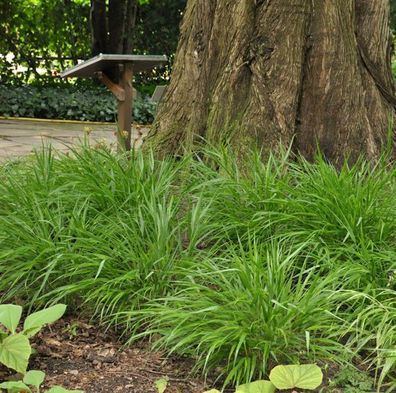 Japanisches Berggras - großer Topf - Hakonechloa macra