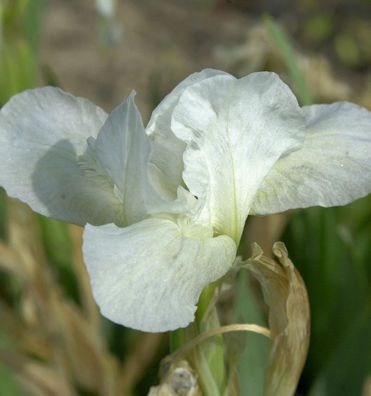 Zwergschwertlilie Chalk Marc - Iris barbata nana