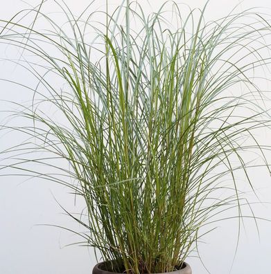 Chinaschilf Red Chief - Miscanthus sinensis