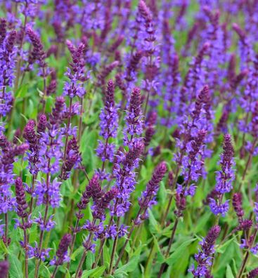 Salbei Tänzerin - Salvia nemorosa