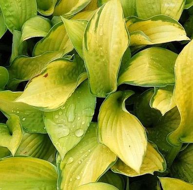 Funkie Gold Standard - großer Topf - Hosta fortunei