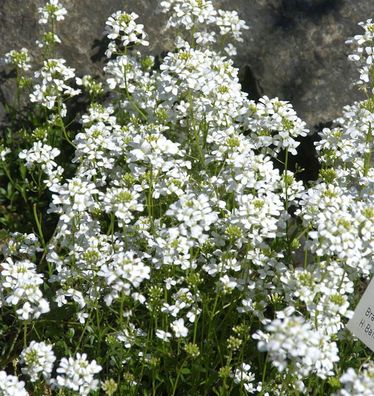 Schaumkresse - Arabis procurrens