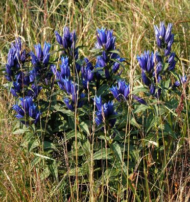 Schwalbenwurz Enzian - Gentiana asclepiadea