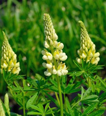 Strauchlupine - Lupinus arboreus