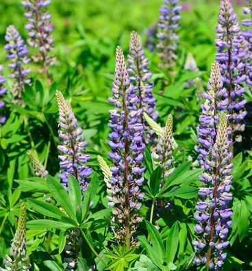 Gartenlupinie Kastellan - Lupinus polyphyllus