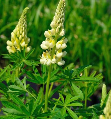 Gartenlupinie Kronleuchter - Lupinus polyphyllus