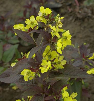 Felberich Firecracker - Lysimachia ciliata