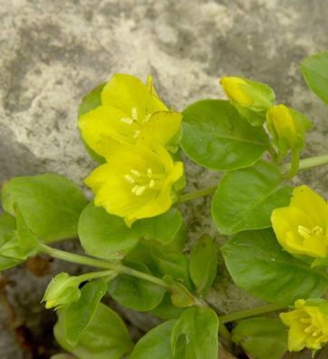 Pfennigkraut - Lysimachia nummularia