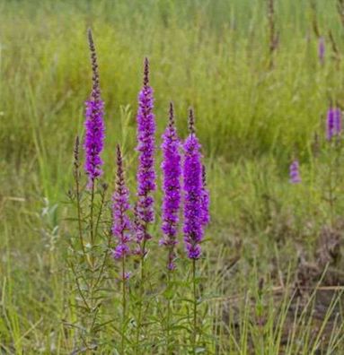 Gewöhnlicher Blutweiderich - Lythrum salicaria