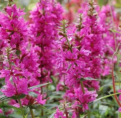 Blutweiderich Zigeunerblut - Lythrum salicaria