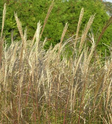 Chinaschilf Große Fontäne - Miscanthus sinensis