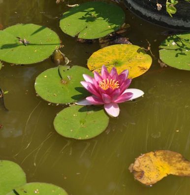 Seerose Attraction - Nymphaea