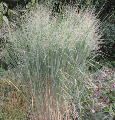 Rutenhirse Cloud Nine - Panicum virgatum