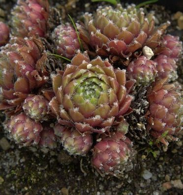 Dachwurz Desert Bloom - Sempervivum cultorum
