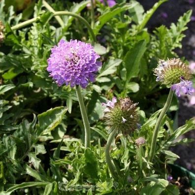 Tauben Skabiose - Scabiosa columbaria