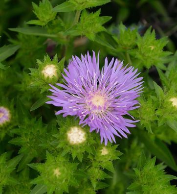 Kornblumenaster Lewis Blue - Stokesia laevis