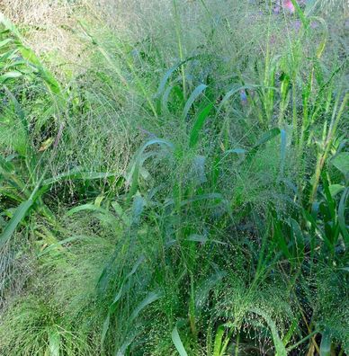 Rutenhirse Blue Fountain - großer Topf - Panicum virgatum