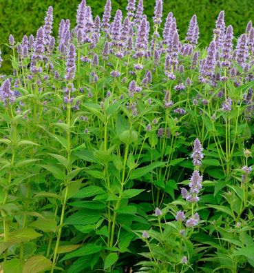 Duftnessel Ayala - Agastache cultorum