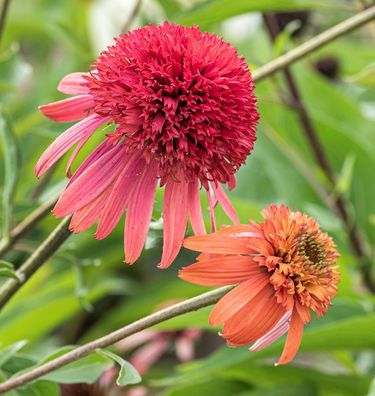 Sonnenhut Sunset - Echinacea purpurea