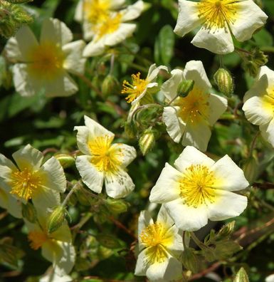 Sonnenröschen Elfenbeinglanz - Helianthemum cultorum