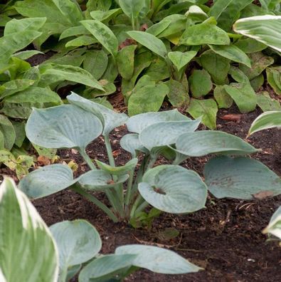 Grünblattfunkie Big Mama - Hosta sieboldiana