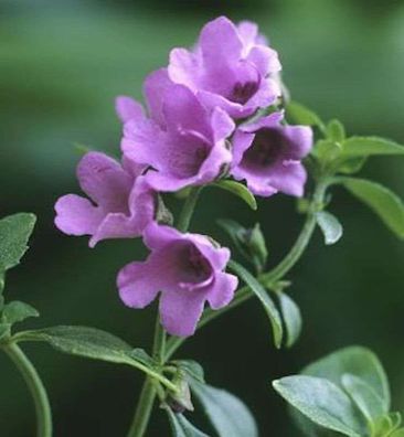 Staude Strauchminze - Prostanthera cuneata