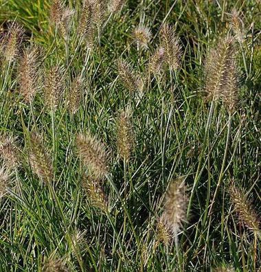 Lampenputzergras Little Bunny - Pennisetum alopecuroides