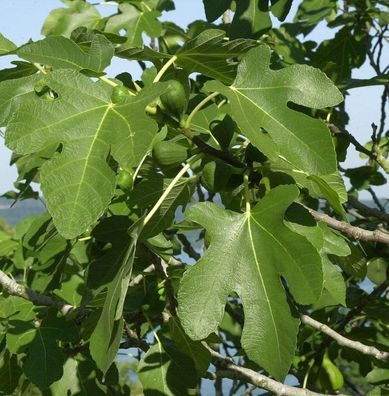 Feigenbaum Bornholms Diamant 30-40cm - Ficus carica