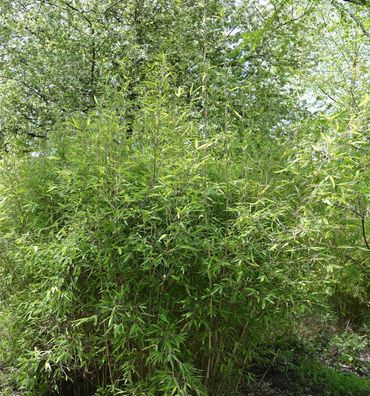 Malachite Bambus Monkeys® 60-80cm - Fargesia speciosa
