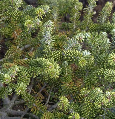Zwergige Koreatanne 40-50cm - Abies koreacarpa