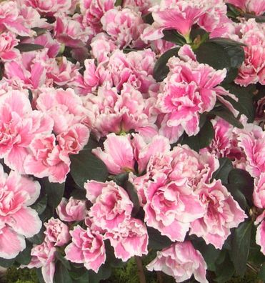 Japanische Azalee Melle 30-40cm - Rhododendron obtusum - Zwerg Alpenrose