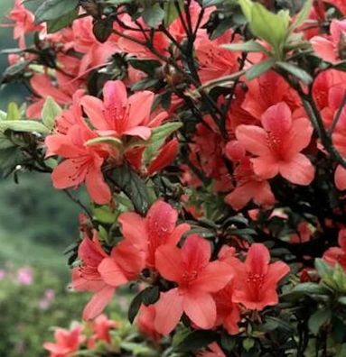 Sommergrüne Orangeblühende Azalee 50-60cm - Rhododendron prunifolium