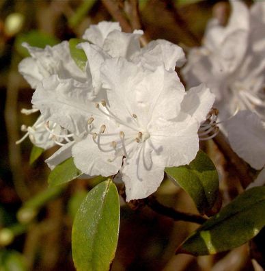 Dahurischer Rhododendron April Snow 20-30cm - Rhododendron dauricum