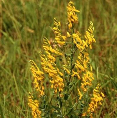 Deutscher Ginster 40-60cm - Genista germanica