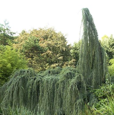 Hänge-Libanon-Zeder 80-100cm - Cedrus libani