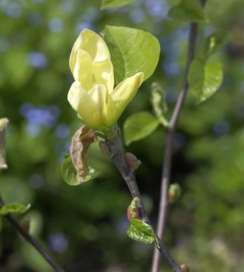 Magnolie Green Bee 125-150cm - Magnolia