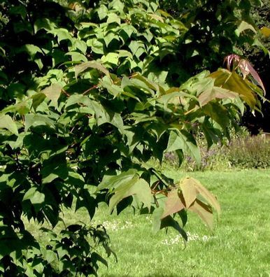 Taiwanesischer Amberbaum Ellen 125-150cm - Liquidambar formosana