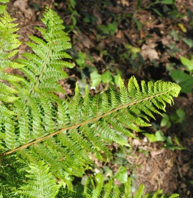 Weicher Schildfarn Dahlem - Polystichum setiferum