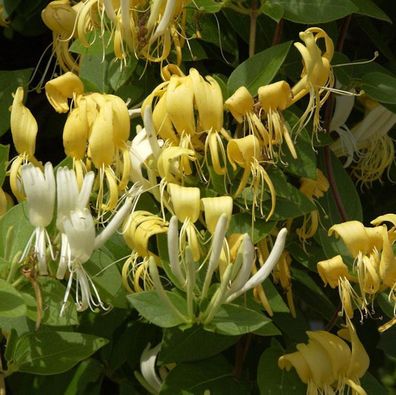 Japanisches Geisblatt Halliana 80-100cm - Lonicera japonica