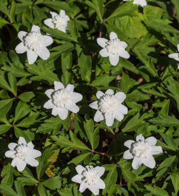 Buschwindröschen Vestal - Anemone nemorosa