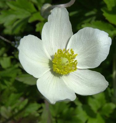 Großes Windröschen - Anemone sylvestris