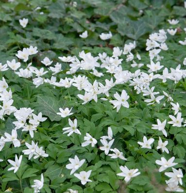 Dreiblatt Windröschen - Anemone trifolia