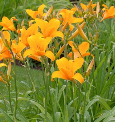 Taglilie Norton Orange - Hemerocallis