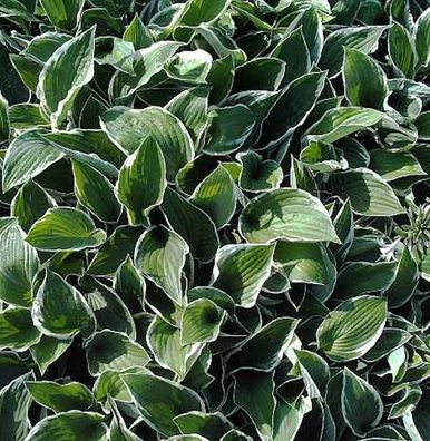 Funkie Francee - Hosta fortunei