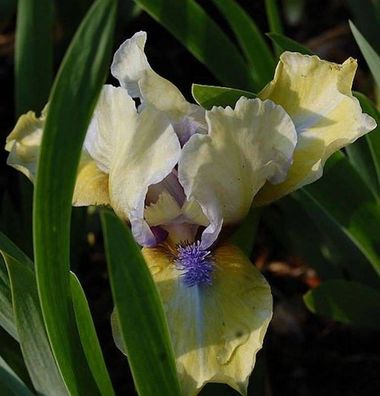 Zwergschwertlilie Stockholm - Iris barbata