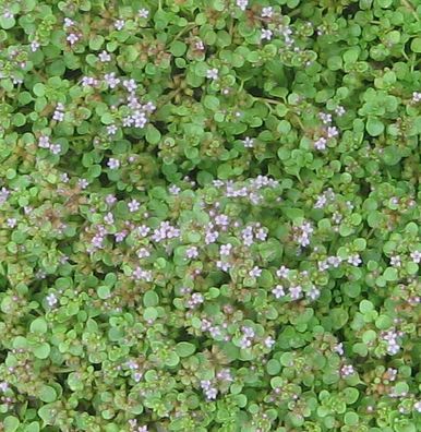 Korsische Minze - Mentha requienii