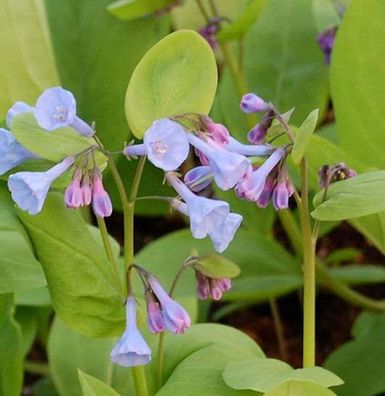 Blauglöckchen - Mertensia virginica