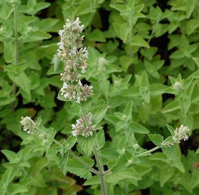 Zitronen Katzenminze - Nepeta citriodora