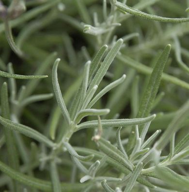 Echter Lavendel Silver Dwarf - Lavandula angustifolia